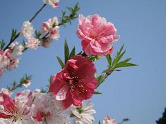 梅桃桜の見分け方