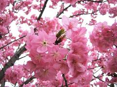 梅桃桜の見分け方