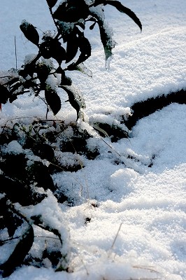 2010.1.13初雪－ 003
