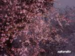 104月17日堀の桜