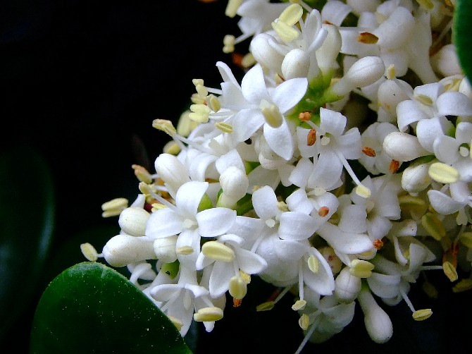 旬なhawaii 白い花と肉厚の葉