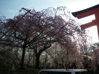 門前の枝垂れ桜