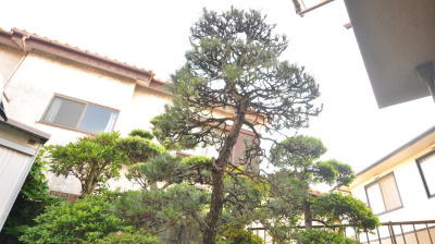 千葉県船橋市Ｄ様邸　お庭の大きな植木