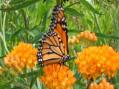 laulele / butterfly weed