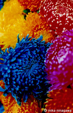蜷川実花展地上の花、天上の色3
