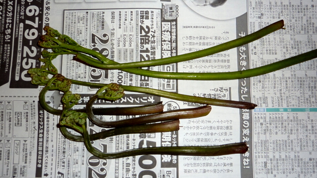 山菜