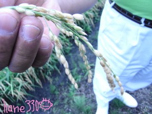 稲の穂