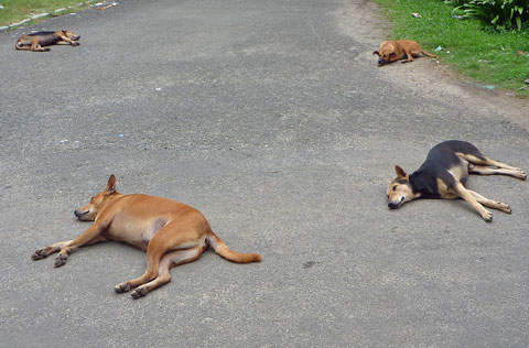 dogs in Kerla