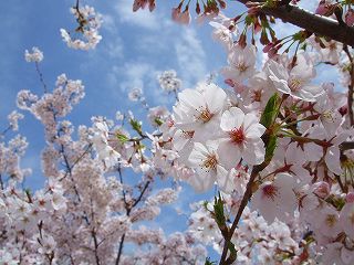 桜には青空！