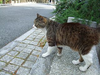 横浜の猫