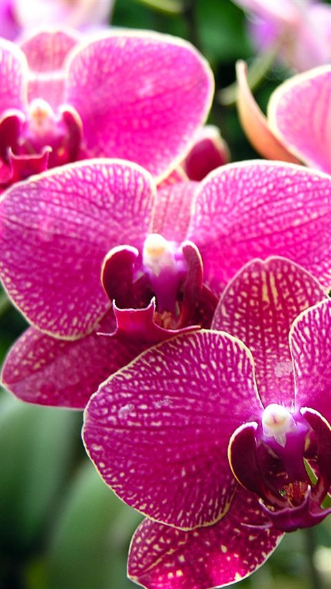 携帯待ち受け画像 Collection 花 風景 Orchid 蘭 ラン