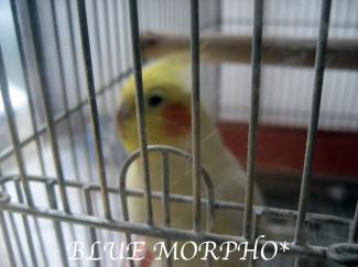 bluemorpho.2012.1.30.5