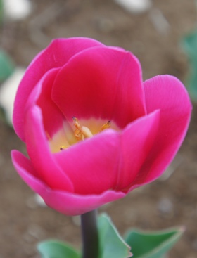 tulip148OIS367.jpg