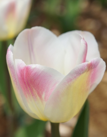 tulip47OIS458.jpg