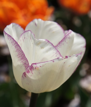 tulip63OIS352.jpg