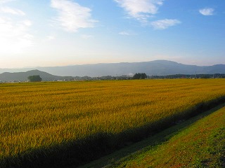 0916稲の風景4